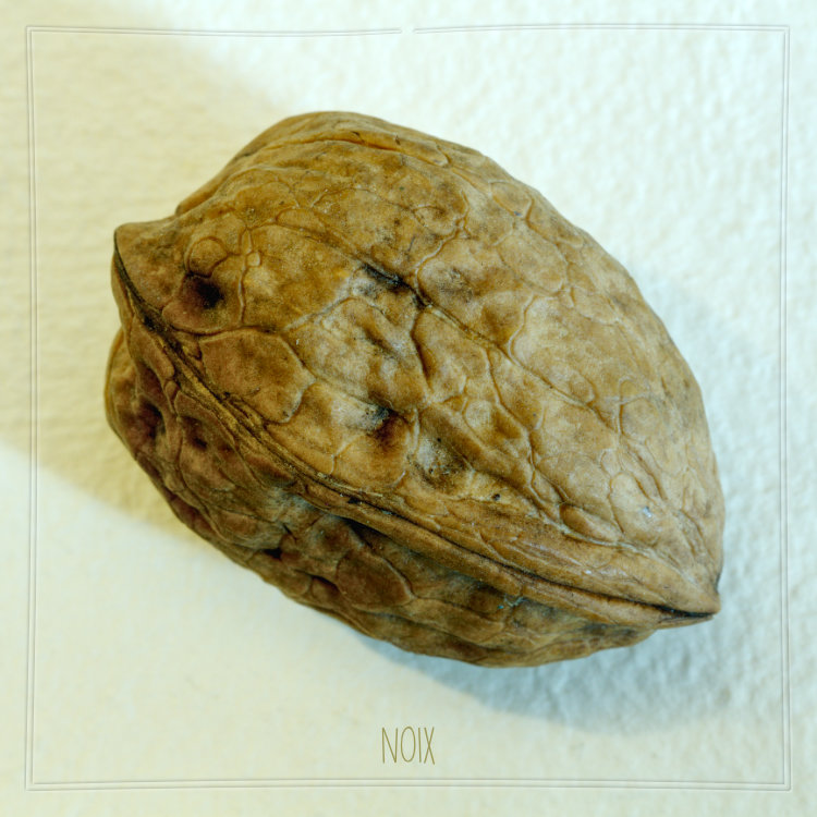 Photographie d'une authentique noix du Périgord