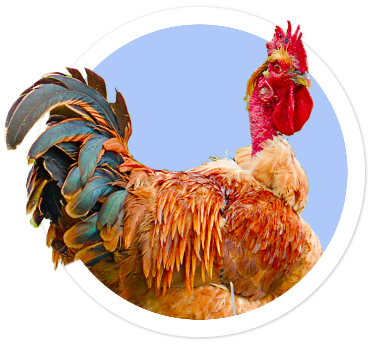 Photo d'un coq qui ne semble pas très heureux d'être photographié